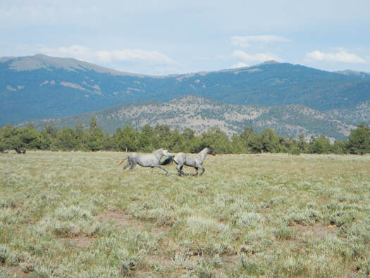 Free-roaming horses on lands administered by the U. S. Fish and Wildlife Service