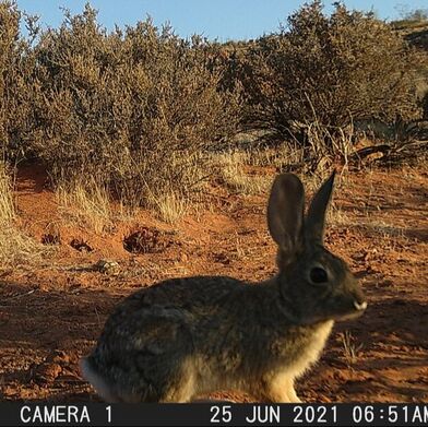 a desert tortoise replica is in the background as a cottontail triggers a remote camera